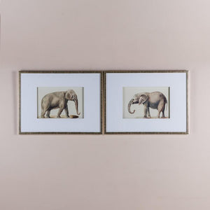 Indian Elephant Pencil Drawings Set